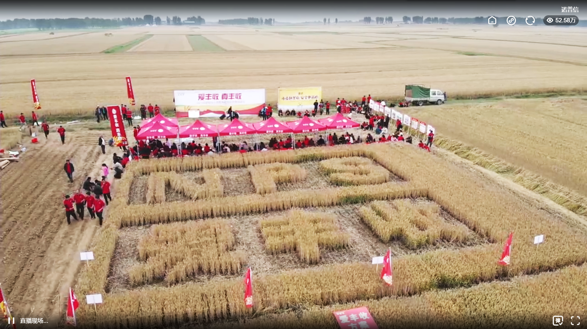 亩增产569.34斤,百万人次围观诺普信小麦测产 亩增产569.34斤,百万人次围观诺普信小麦测产