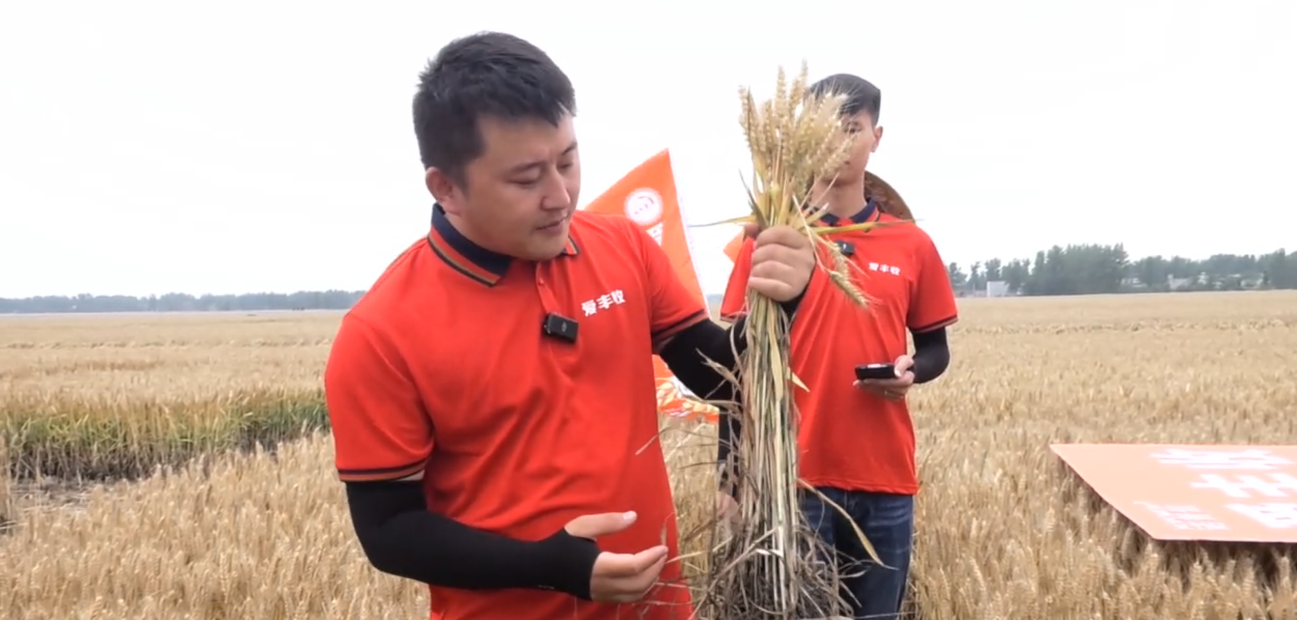 亩增产569.34斤,百万人次围观诺普信小麦测产 亩增产569.34斤,百万人次围观诺普信小麦测产
