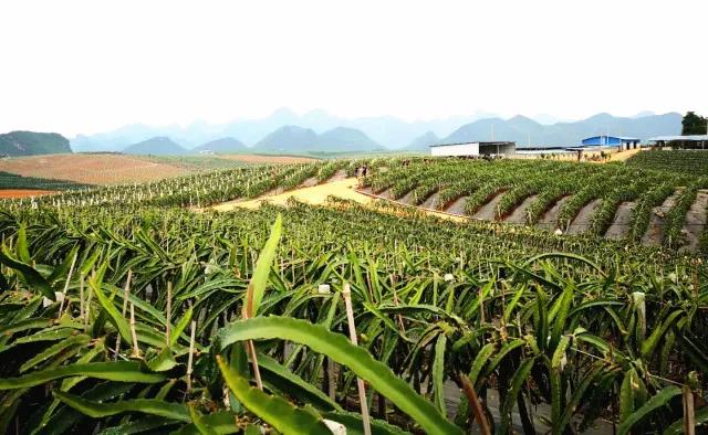 聚焦作物公司、产业链经营，深挖特色农业有源之井，这才是田田圈未来的样子！